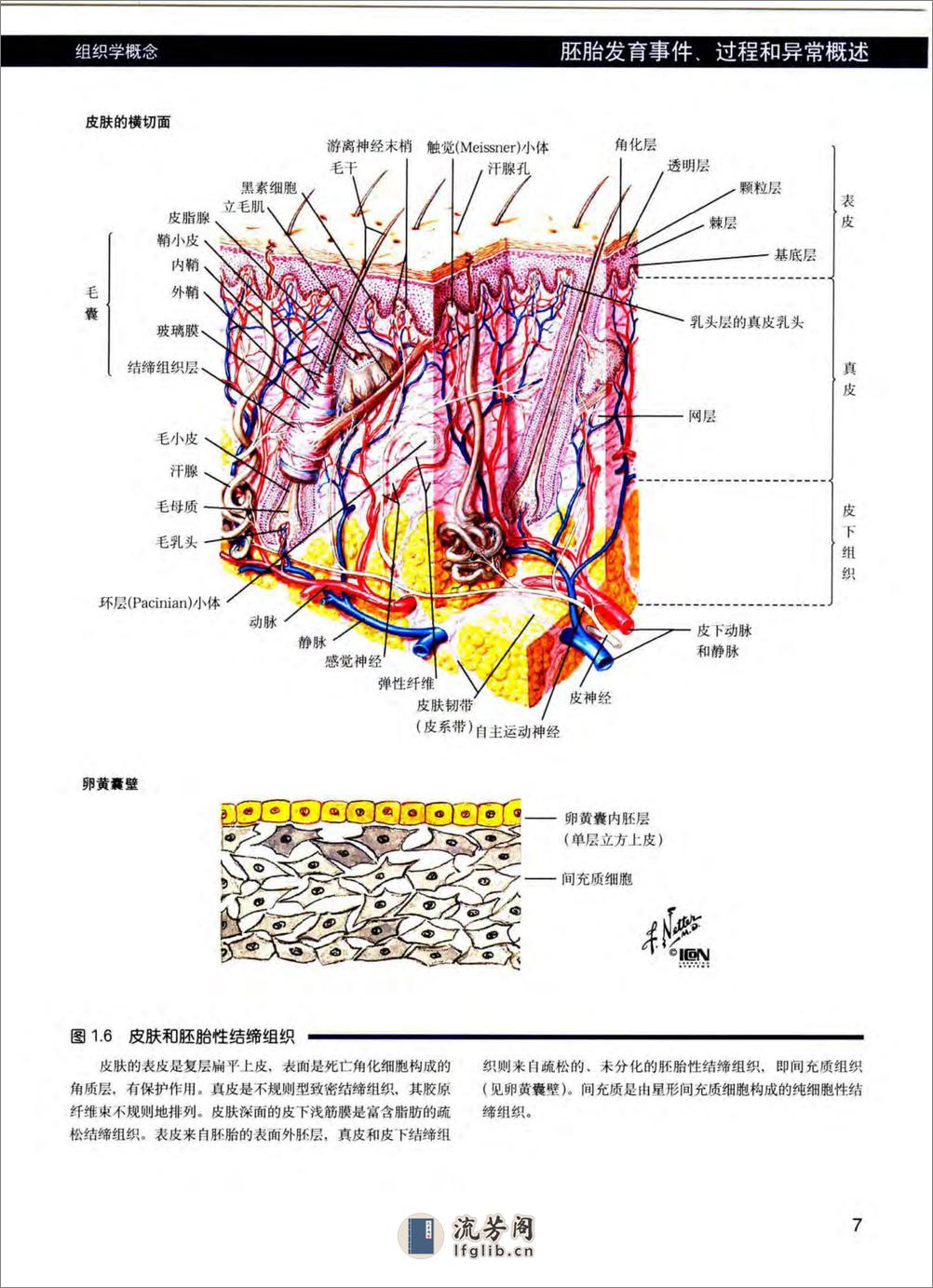 奈特人体胚胎学彩色图谱 - 第10页预览图