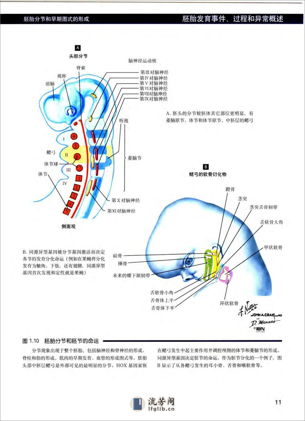 奈特人体胚胎学彩色图谱 - 第14页预览图