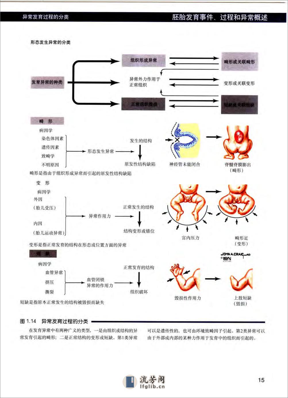 奈特人体胚胎学彩色图谱 - 第18页预览图