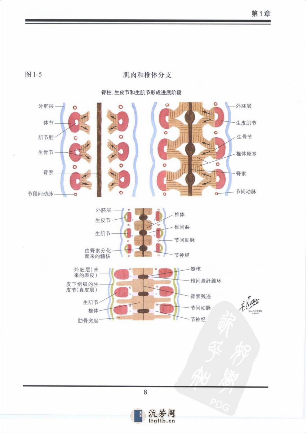 奈特骨科疾病彩色图谱（高清中文版） - 第12页预览图