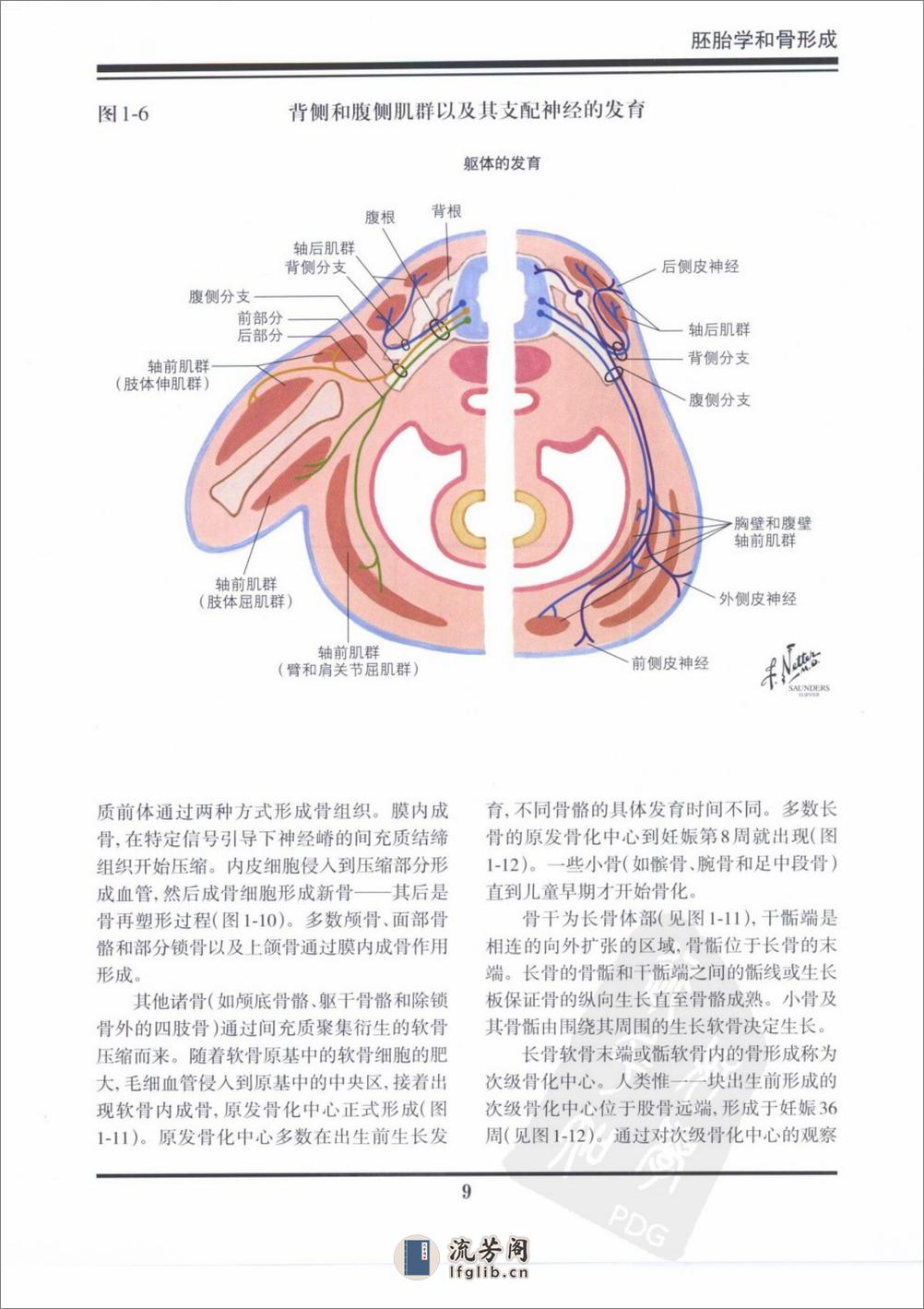 奈特骨科疾病彩色图谱（高清中文版） - 第13页预览图