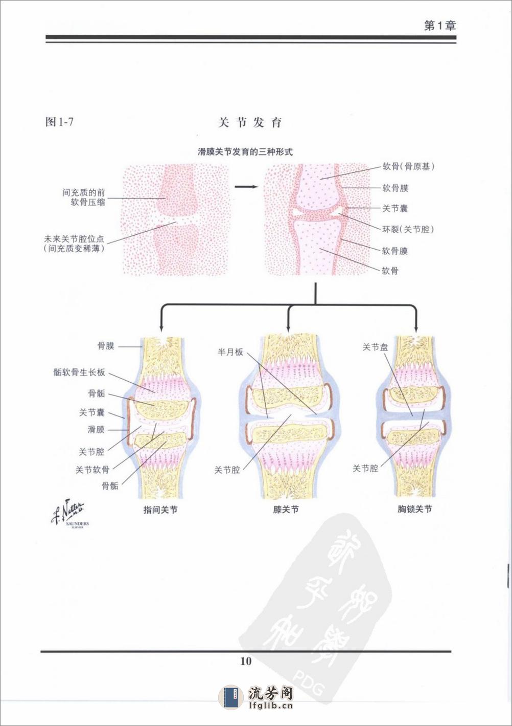 奈特骨科疾病彩色图谱（高清中文版） - 第14页预览图