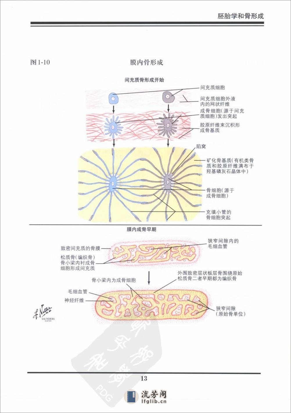 奈特骨科疾病彩色图谱（高清中文版） - 第17页预览图