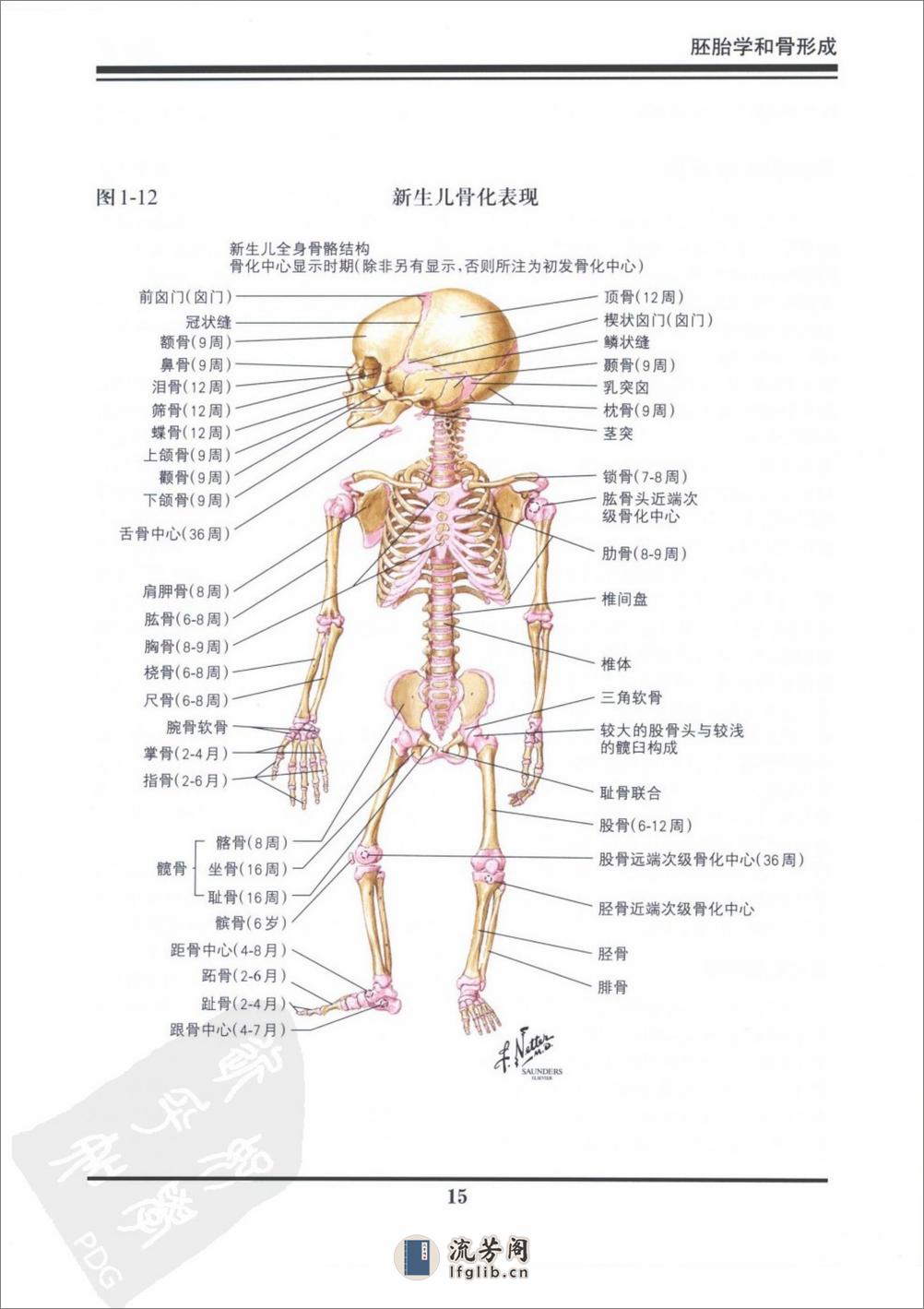 奈特骨科疾病彩色图谱（高清中文版） - 第19页预览图