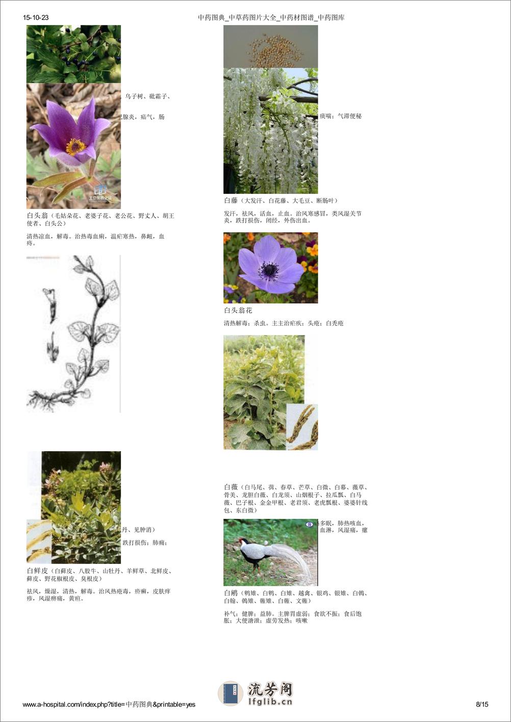 中草药图片大全 - 第8页预览图