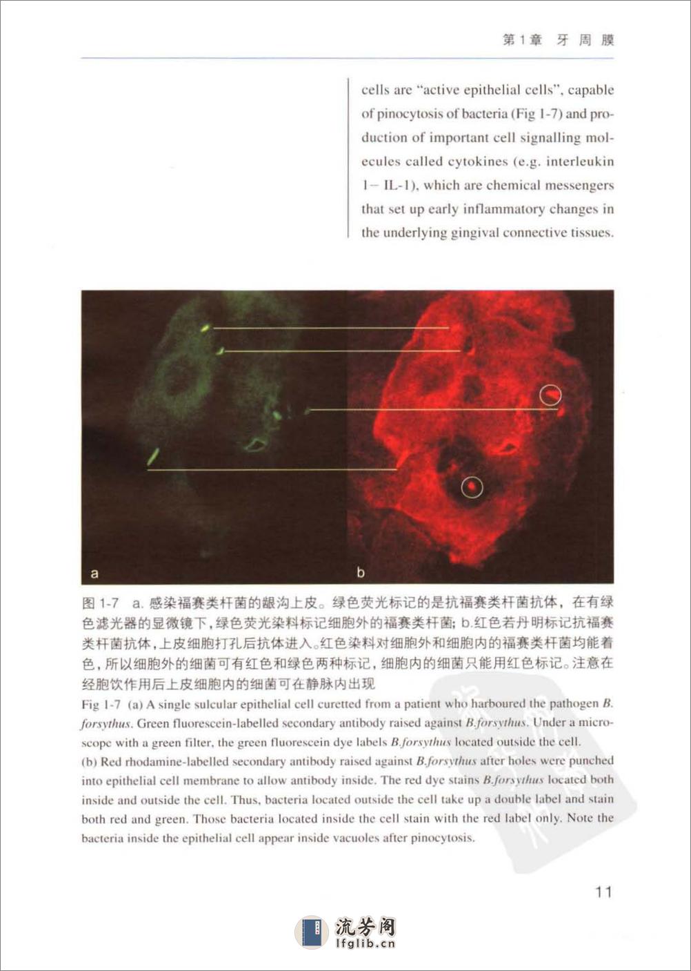 牙周病临床评估和诊断程序- - 第20页预览图