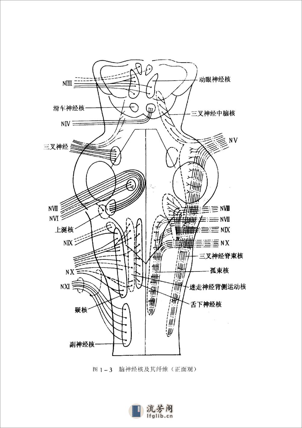 实用周围神经病学——王江桥等 - 第8页预览图