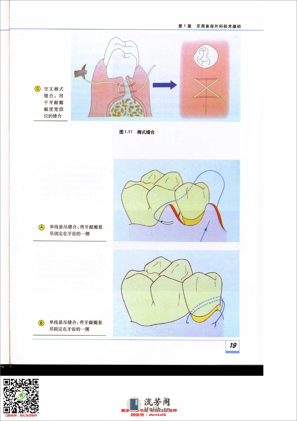 牙周美容外科技术基础 - 第19页预览图