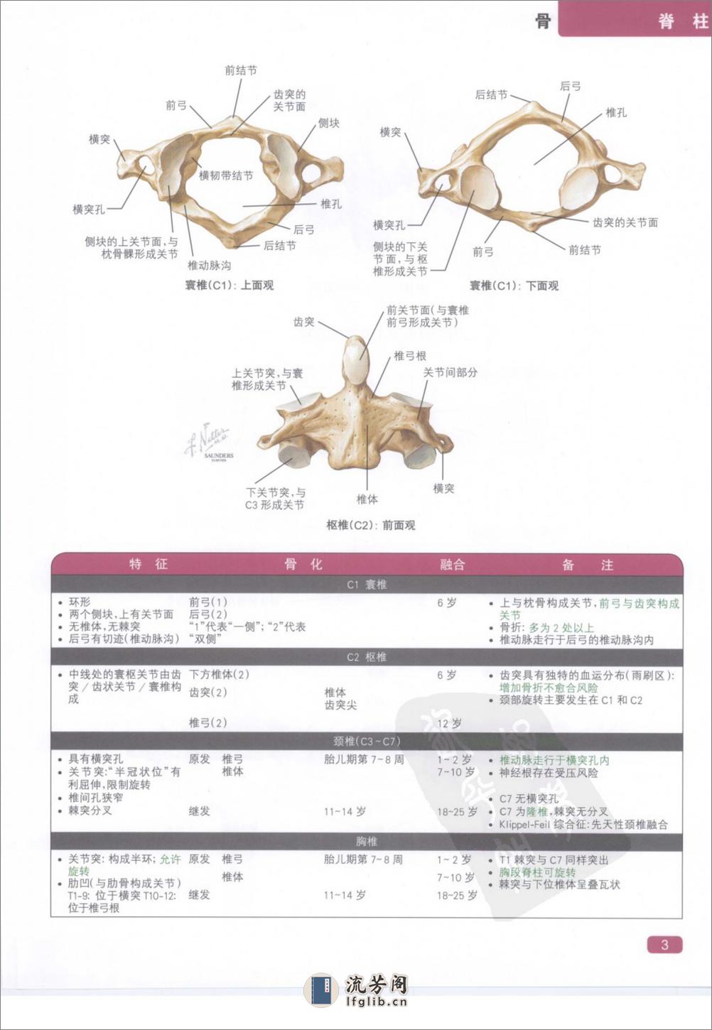 奈特简明骨科学彩色图谱（高清中文版） - 第11页预览图