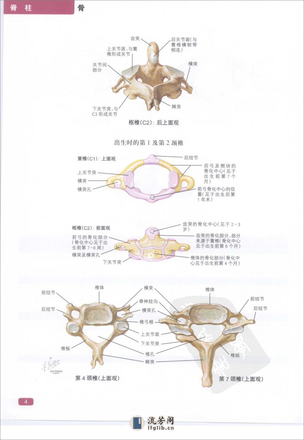 奈特简明骨科学彩色图谱（高清中文版） - 第12页预览图