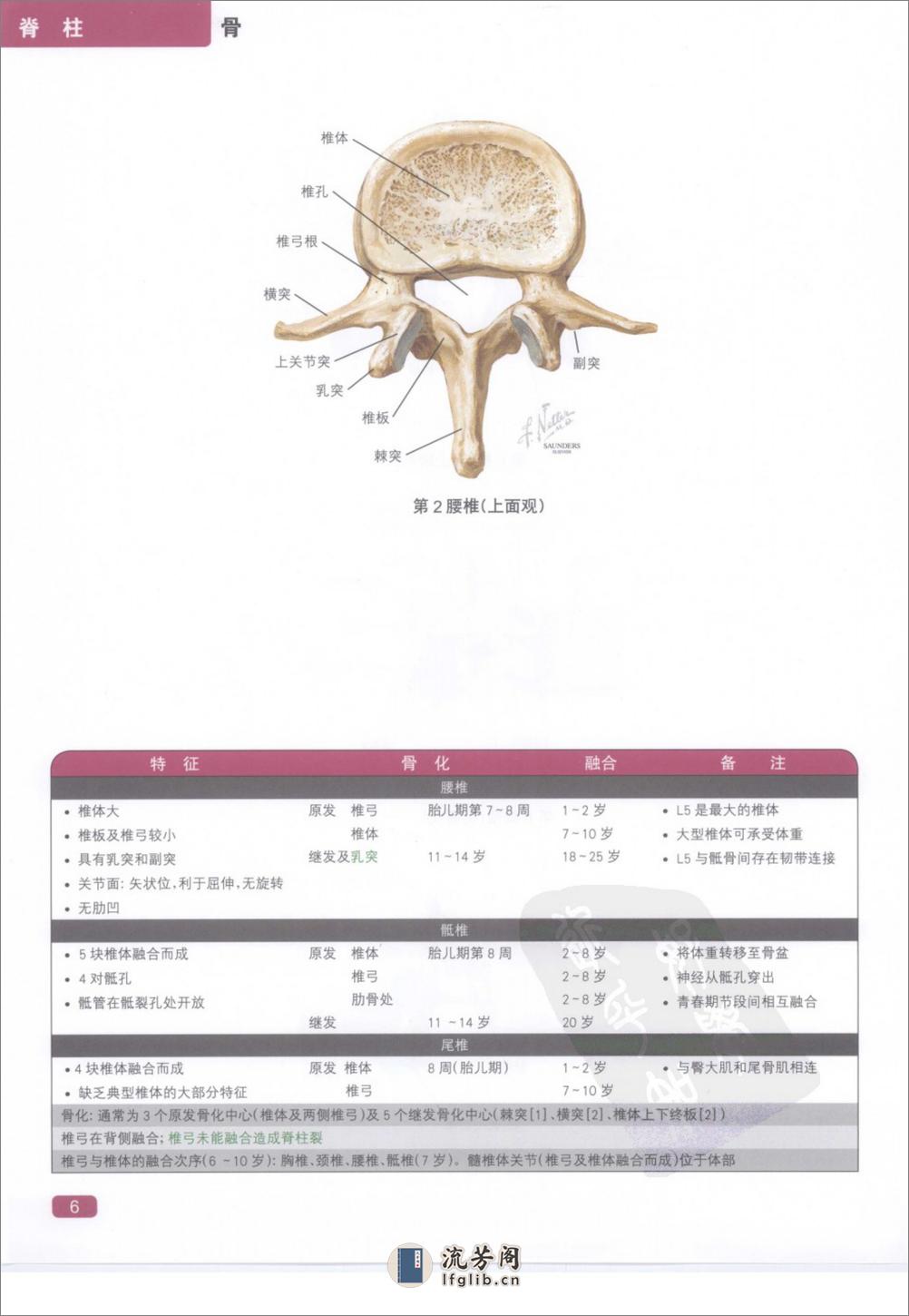 奈特简明骨科学彩色图谱（高清中文版） - 第14页预览图