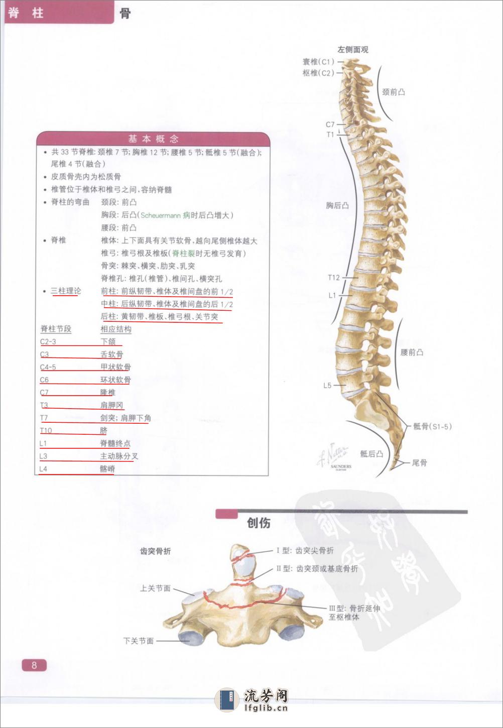 奈特简明骨科学彩色图谱（高清中文版） - 第16页预览图