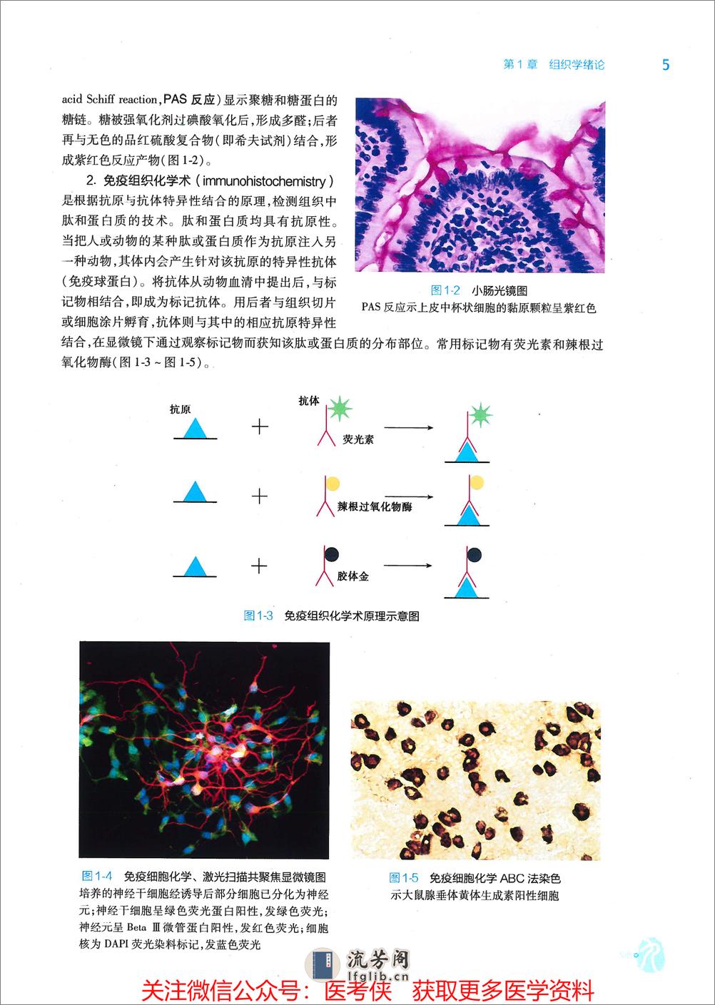 《组织学与胚胎学》人卫第9版教材--高清彩色 - 第17页预览图