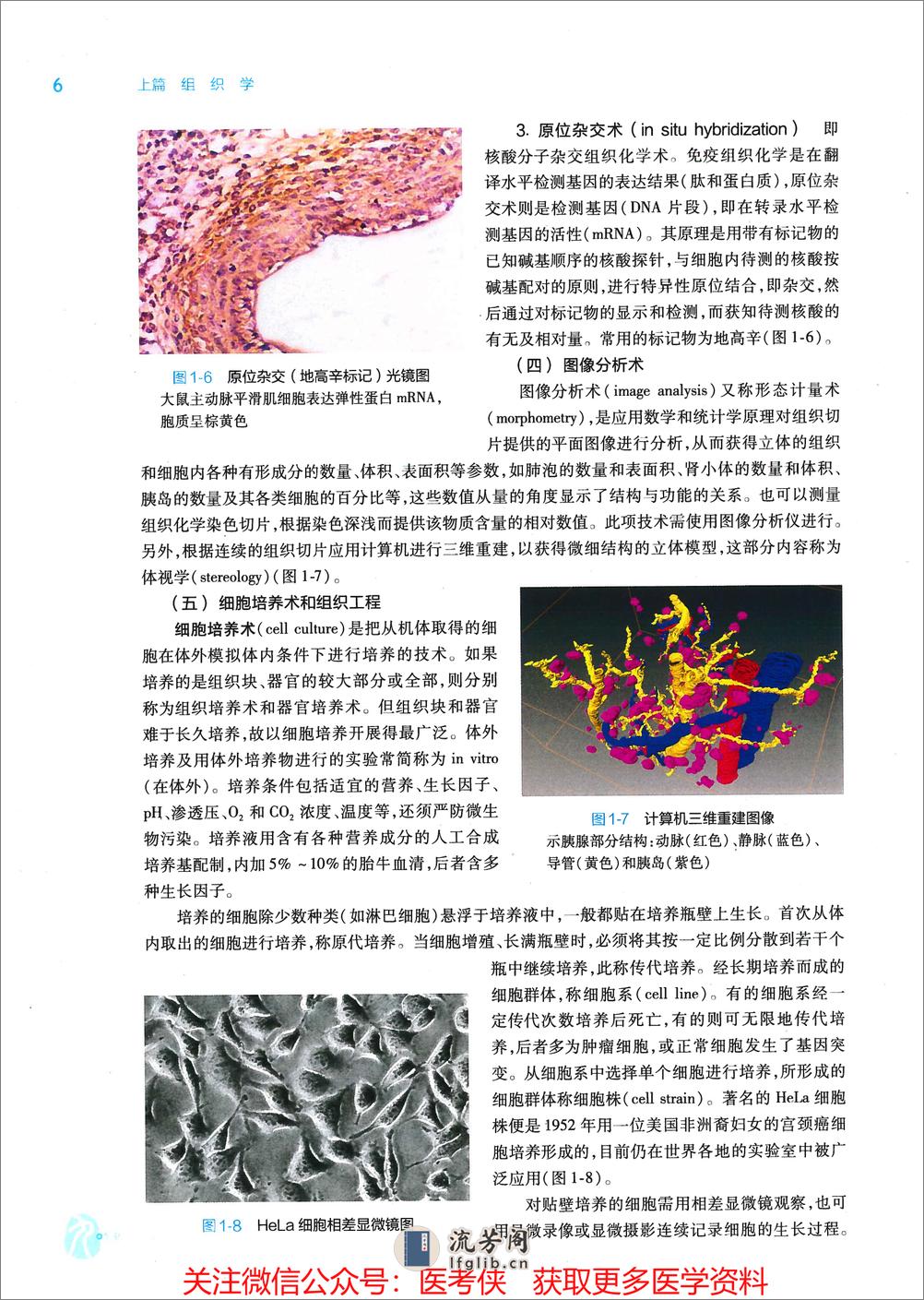 《组织学与胚胎学》人卫第9版教材--高清彩色 - 第18页预览图