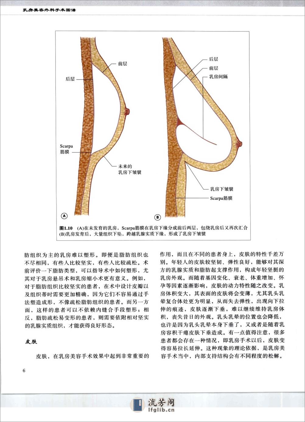 乳房美容外科手术图谱 - 第14页预览图