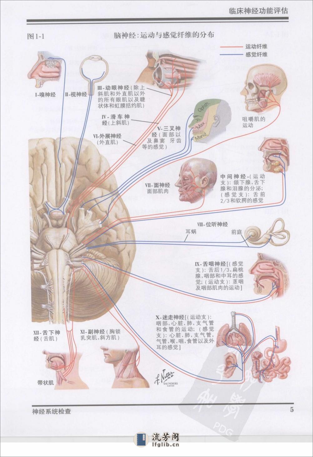 奈特神经系统疾病彩色图谱（高清中文版） - 第16页预览图