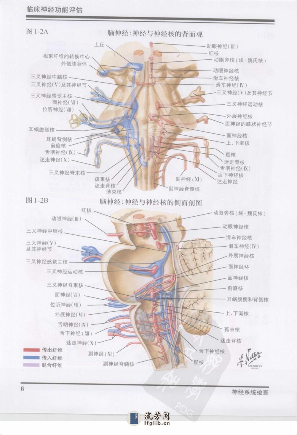 奈特神经系统疾病彩色图谱（高清中文版） - 第17页预览图