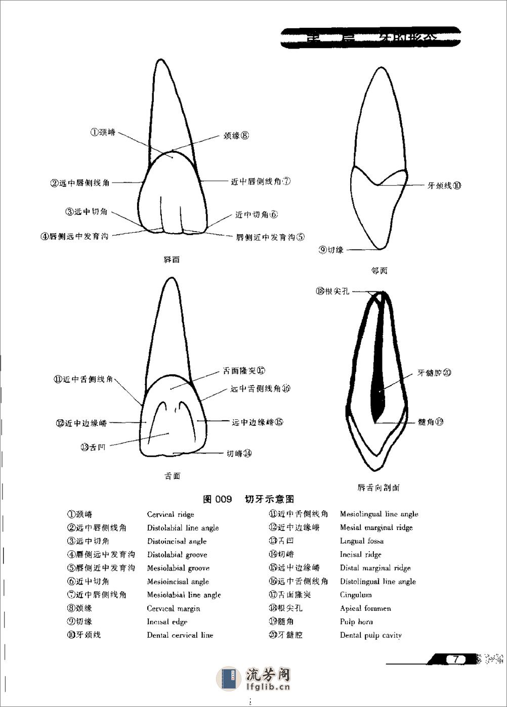 实用口腔解剖学图谱- - 第20页预览图