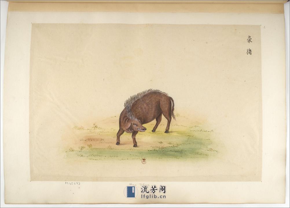 Animaux de la Chine.中国自然历史绘画.动物画谱.By Pierre Joseph Buchoz.1786-1787 - 第11页预览图