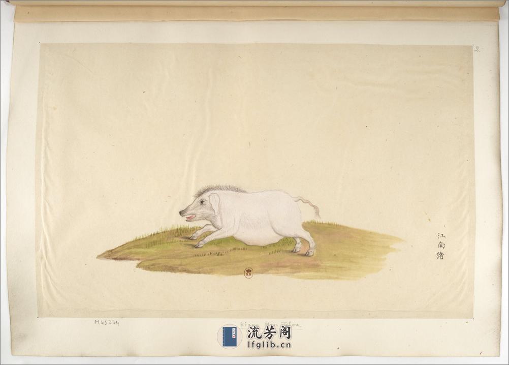 Animaux de la Chine.中国自然历史绘画.动物画谱.By Pierre Joseph Buchoz.1786-1787 - 第12页预览图