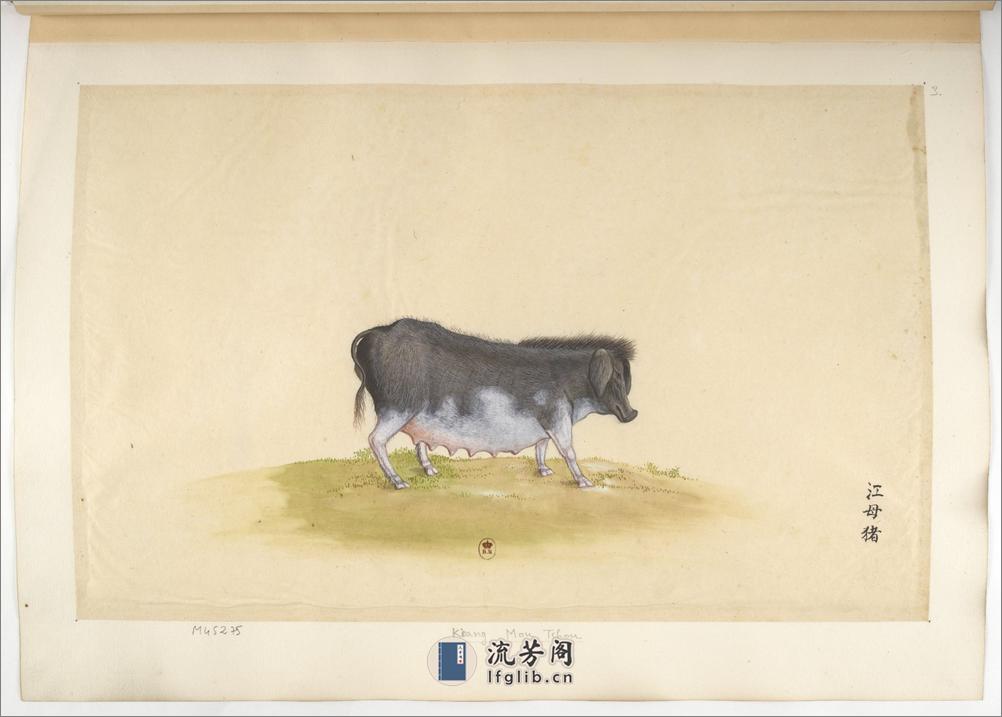 Animaux de la Chine.中国自然历史绘画.动物画谱.By Pierre Joseph Buchoz.1786-1787 - 第13页预览图