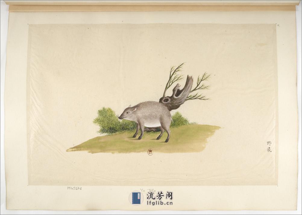 Animaux de la Chine.中国自然历史绘画.动物画谱.By Pierre Joseph Buchoz.1786-1787 - 第14页预览图