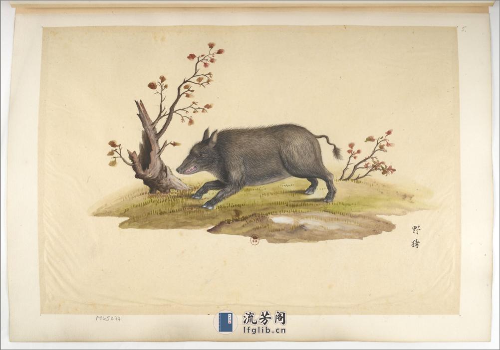 Animaux de la Chine.中国自然历史绘画.动物画谱.By Pierre Joseph Buchoz.1786-1787 - 第15页预览图