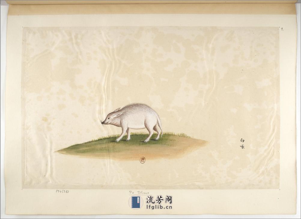Animaux de la Chine.中国自然历史绘画.动物画谱.By Pierre Joseph Buchoz.1786-1787 - 第19页预览图