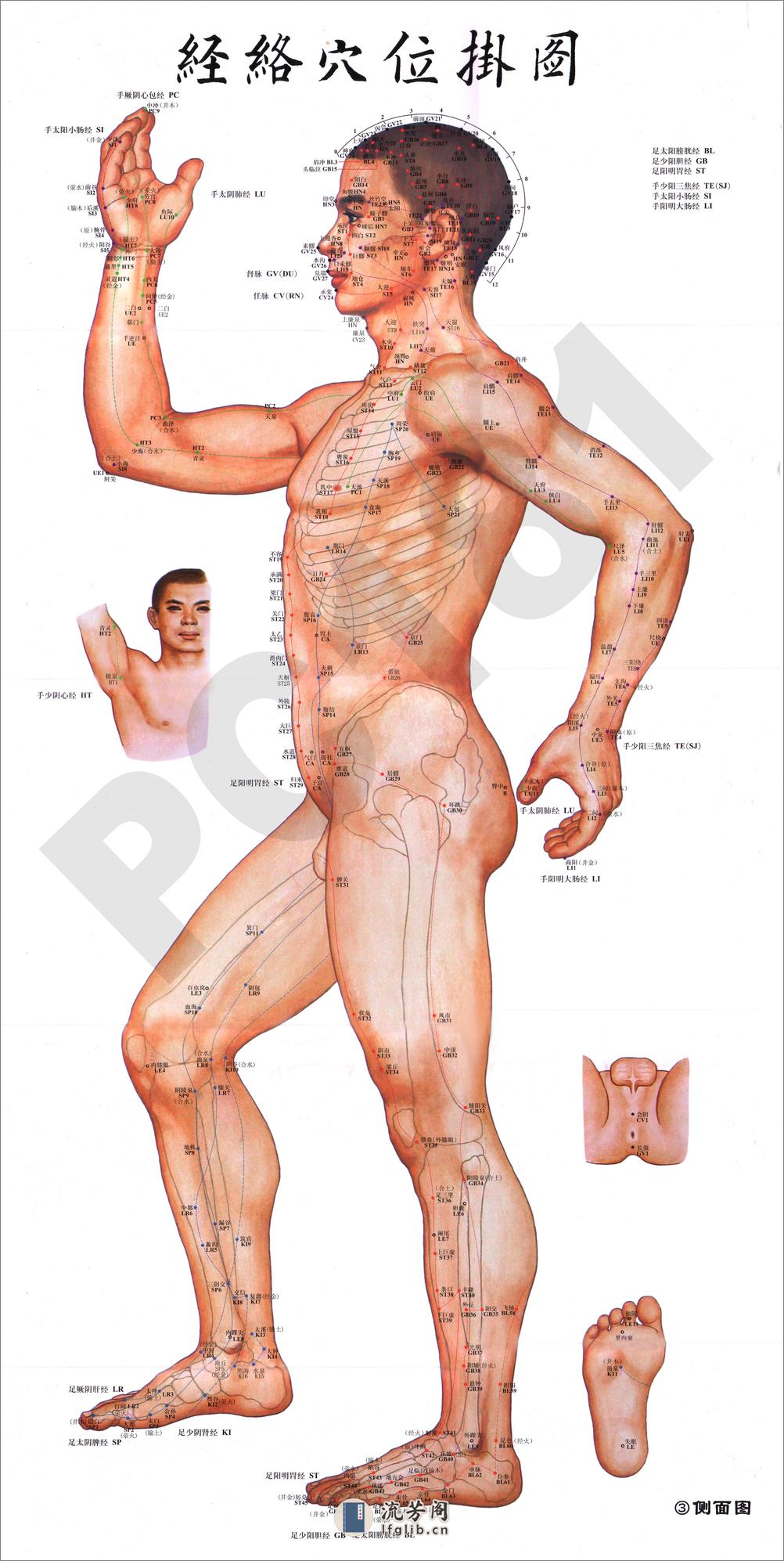 《超大经络穴位图》 - 第2页预览图