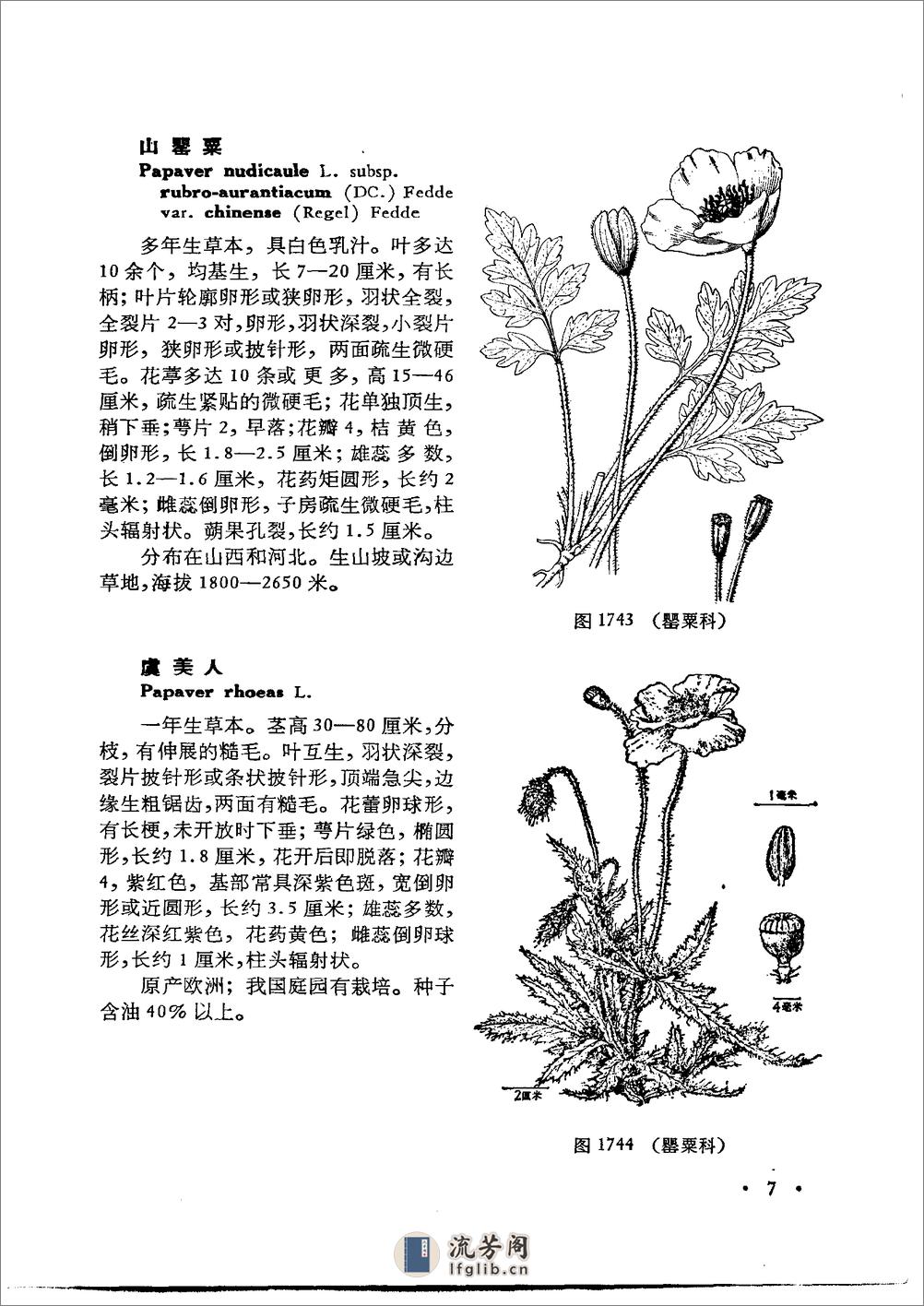 中国高等植物图鉴.第二册 - 第14页预览图