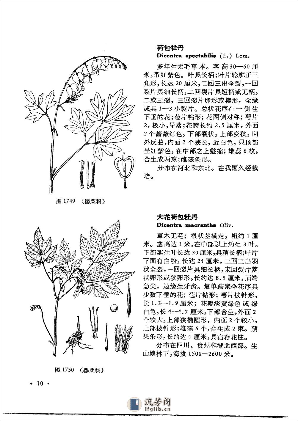 中国高等植物图鉴.第二册 - 第17页预览图