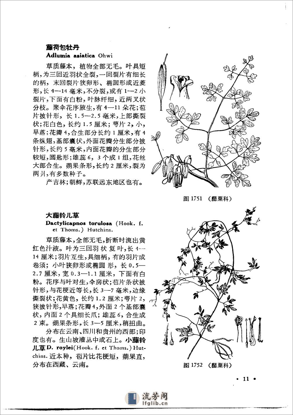 中国高等植物图鉴.第二册 - 第18页预览图