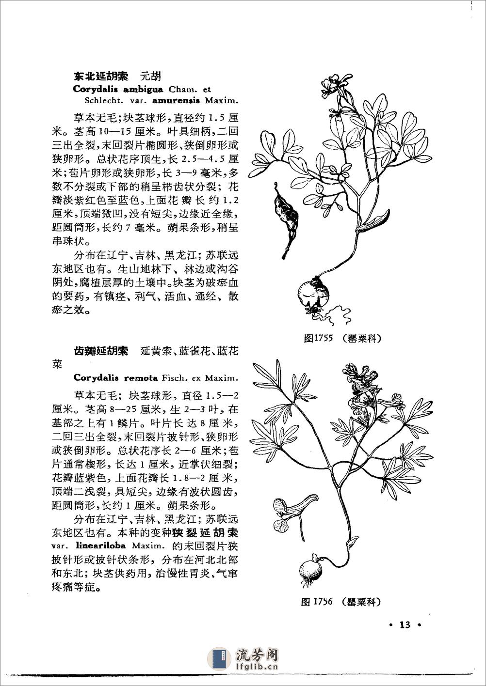 中国高等植物图鉴.第二册 - 第20页预览图