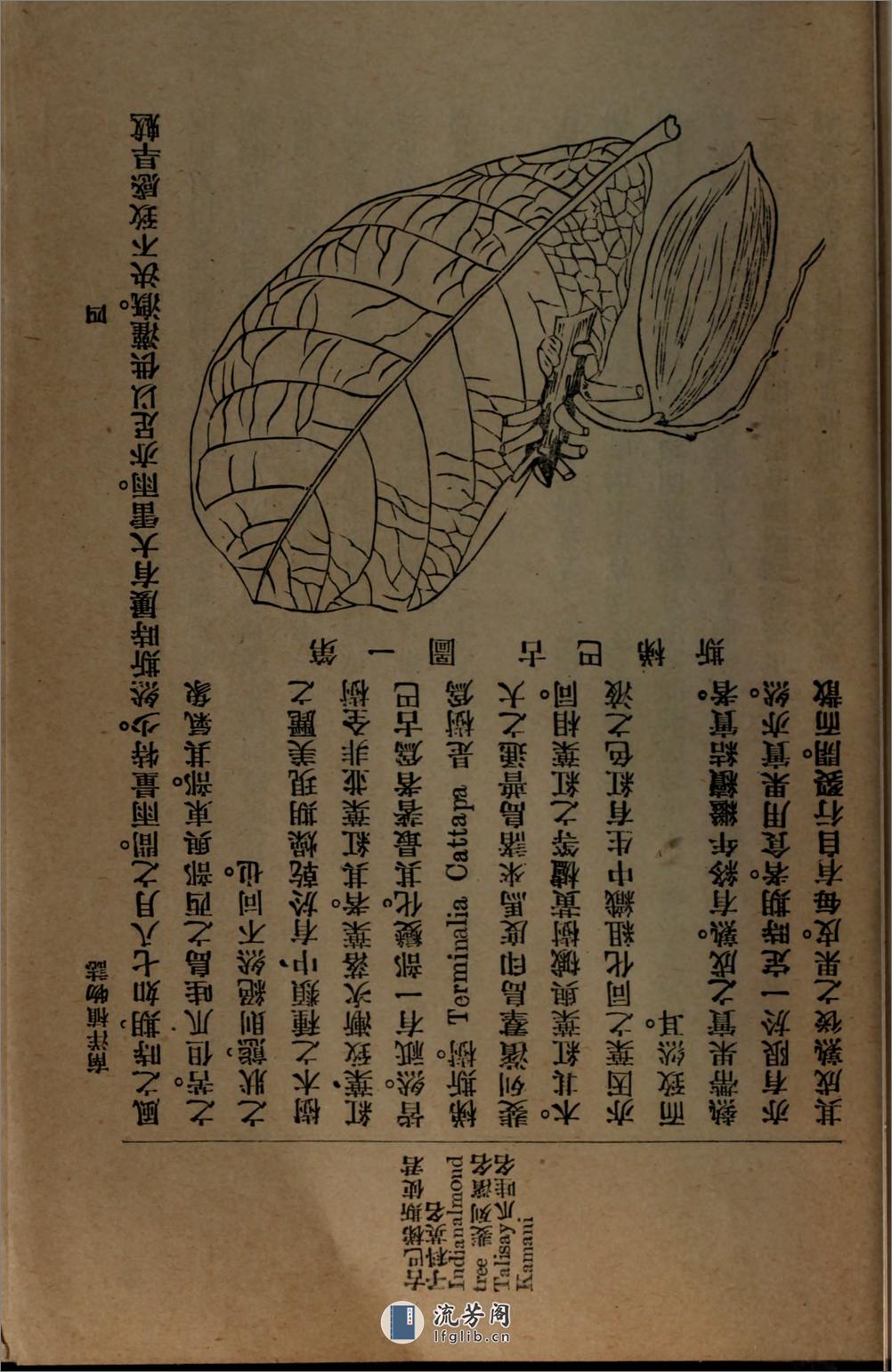 南洋植物志.吴元涤编著.国光书局民国8年（1919）排印本 - 第17页预览图