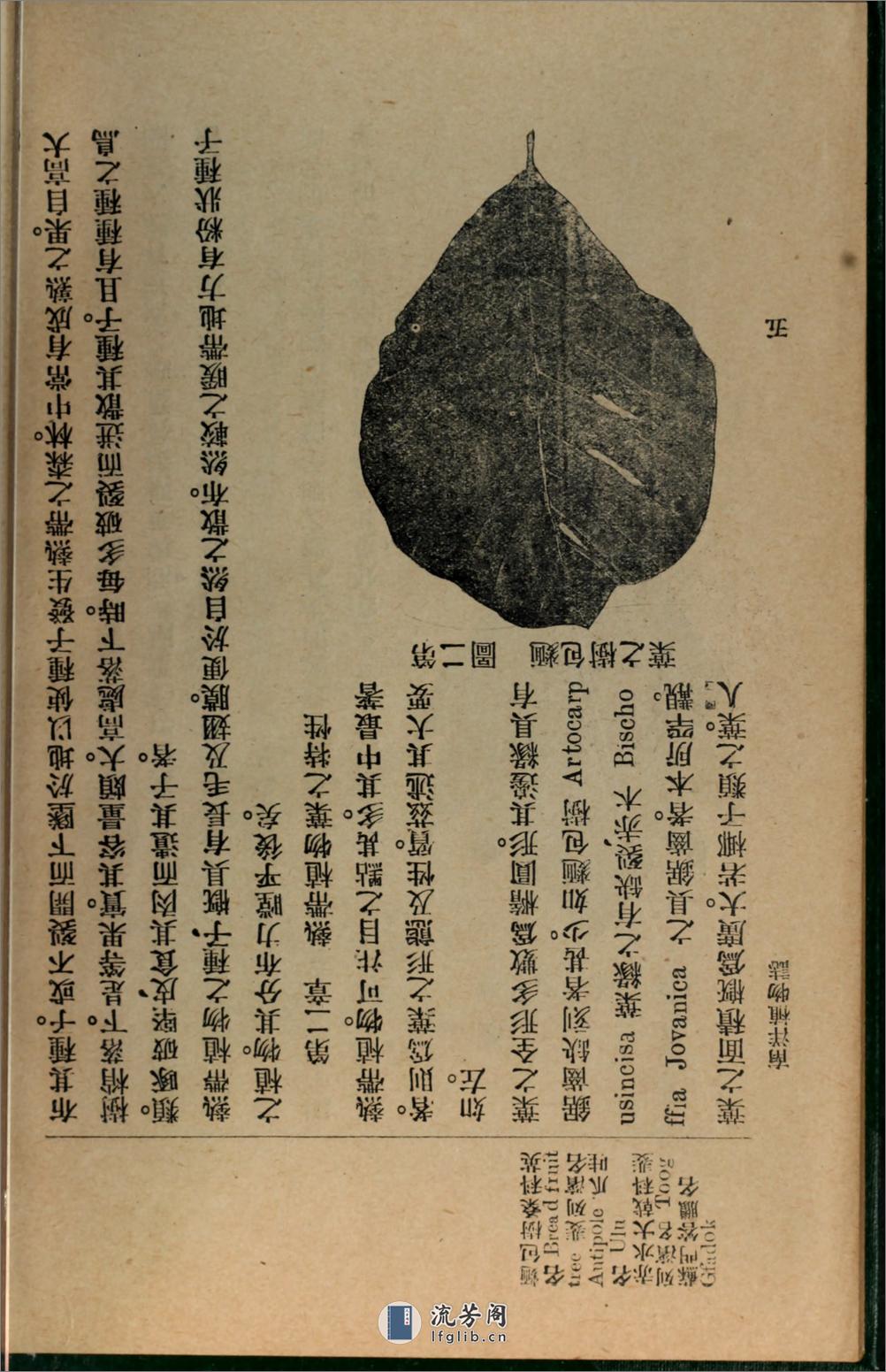 南洋植物志.吴元涤编著.国光书局民国8年（1919）排印本 - 第18页预览图