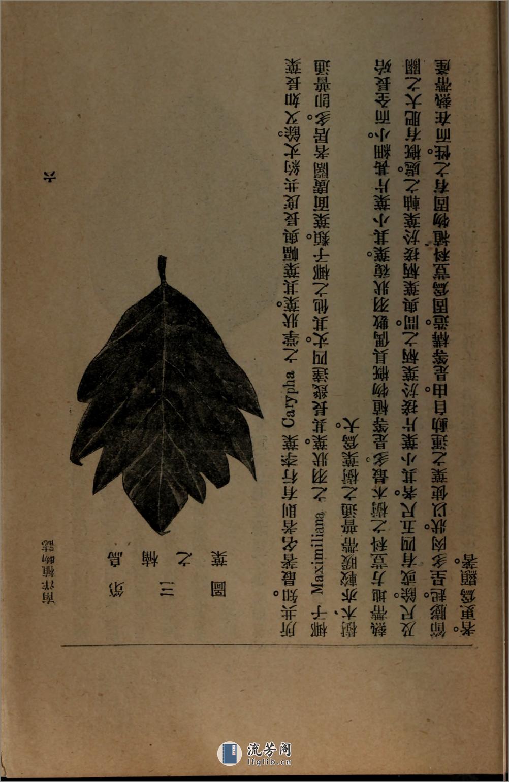 南洋植物志.吴元涤编著.国光书局民国8年（1919）排印本 - 第19页预览图