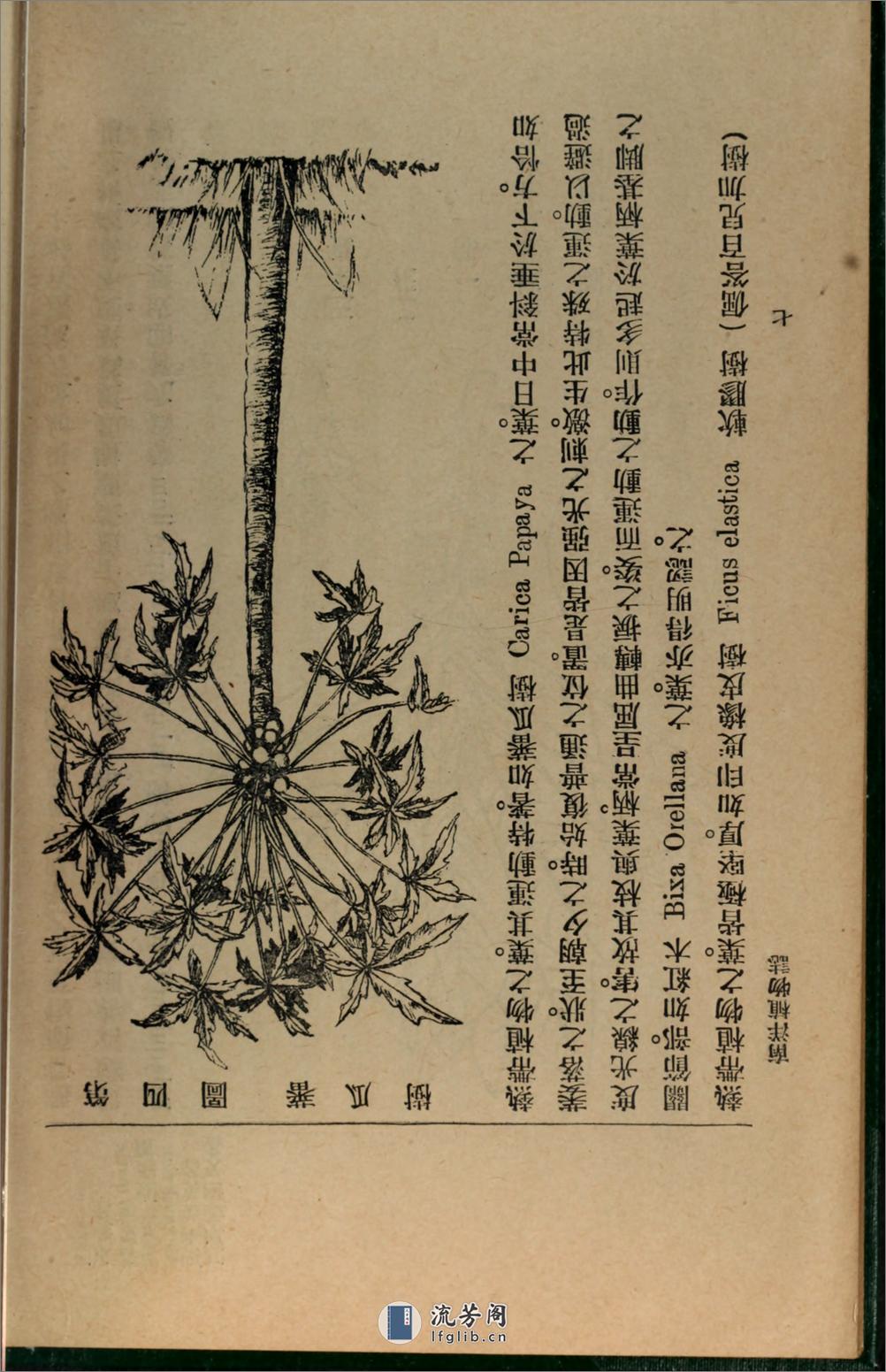 南洋植物志.吴元涤编著.国光书局民国8年（1919）排印本 - 第20页预览图