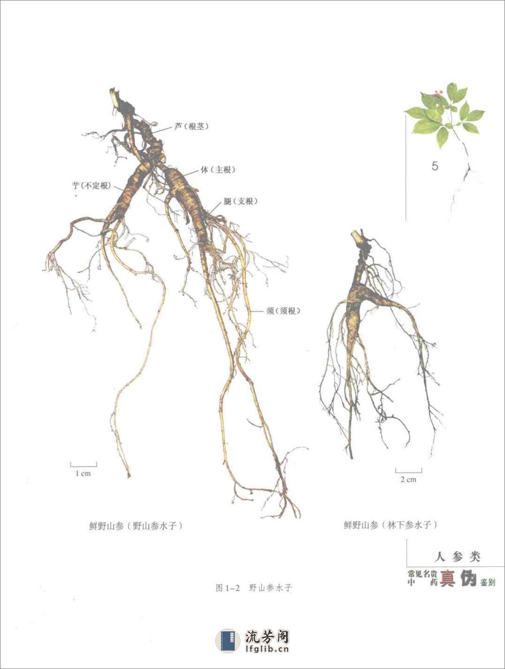 常见名贵中药真伪鉴别（彩图版） - 第12页预览图