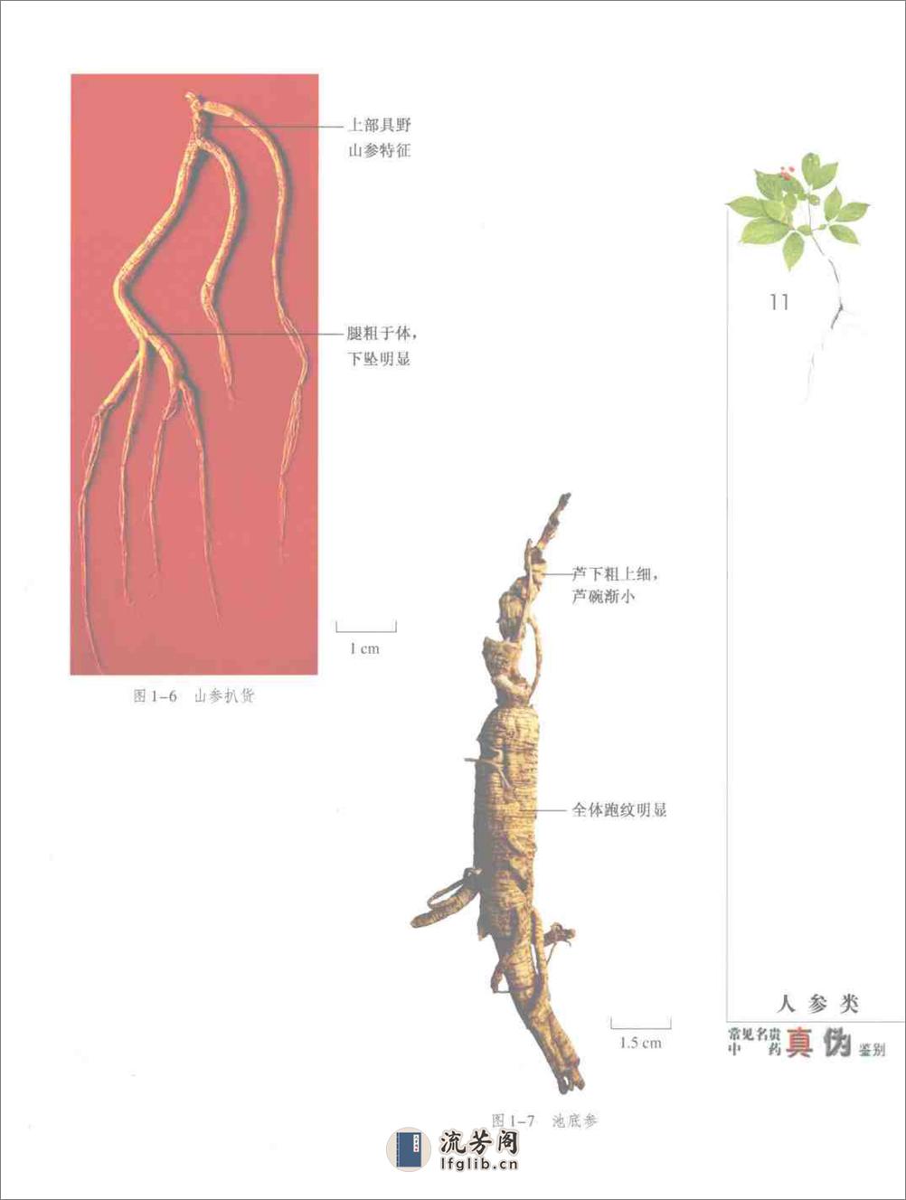 常见名贵中药真伪鉴别（彩图版） - 第18页预览图