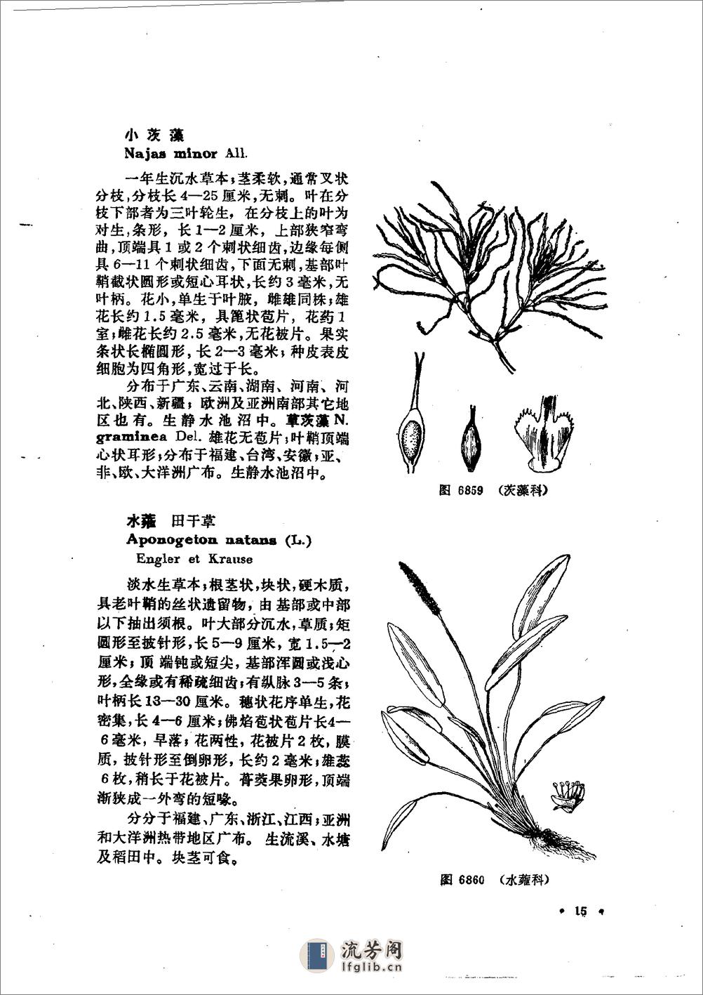 中国高等植物图鉴.第五册 - 第20页预览图