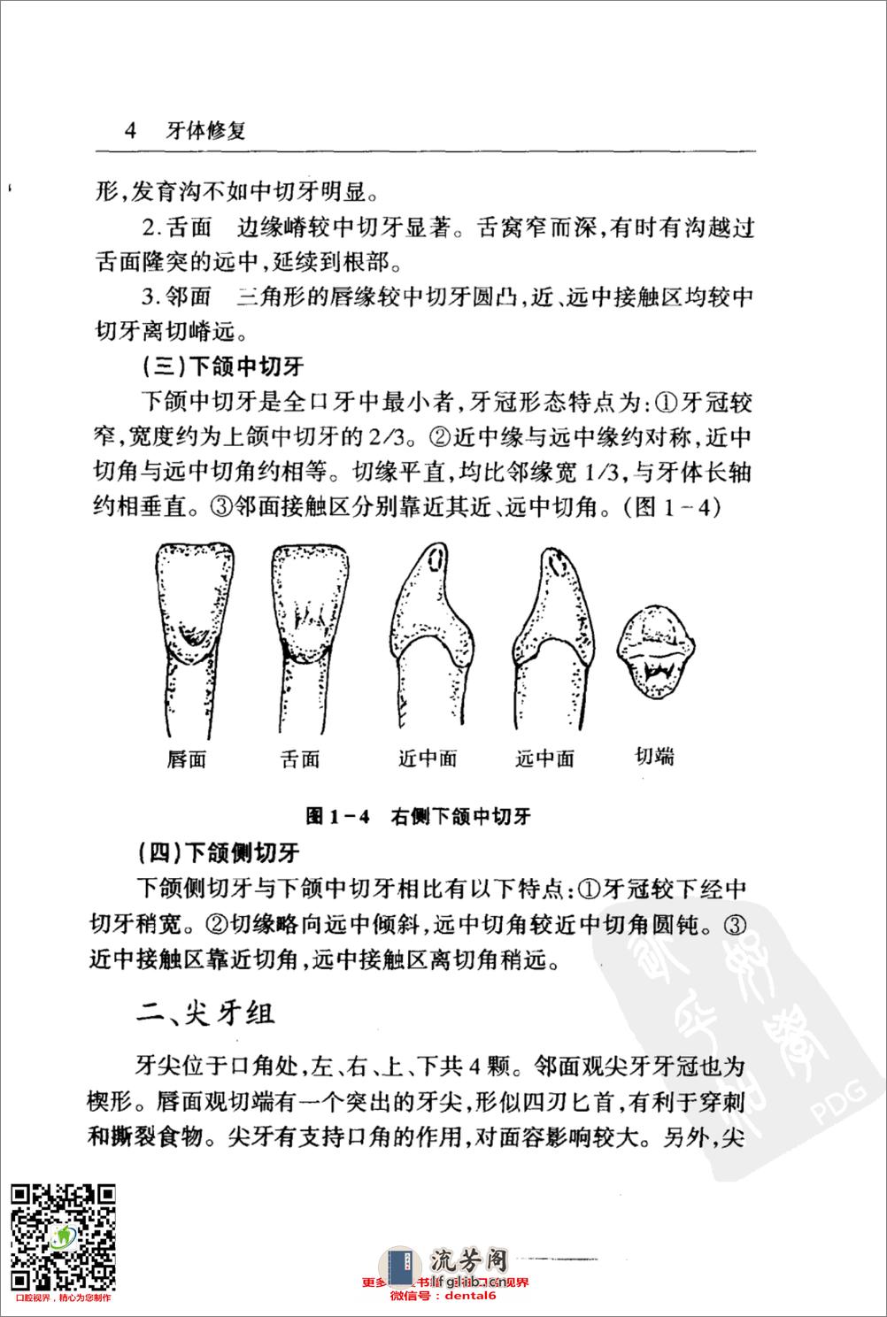 牙体修复 - 第17页预览图