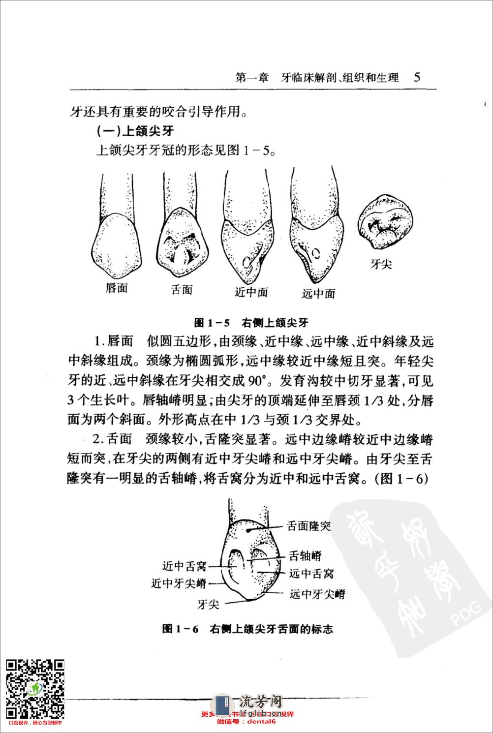 牙体修复 - 第18页预览图