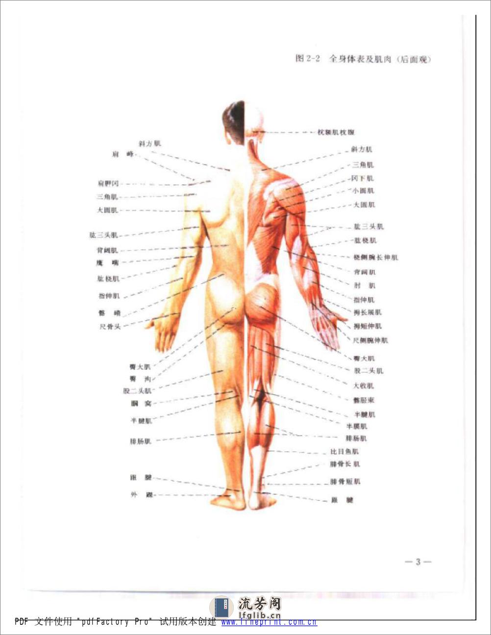 软组织伤病治疗手法彩色图谱 - 第3页预览图