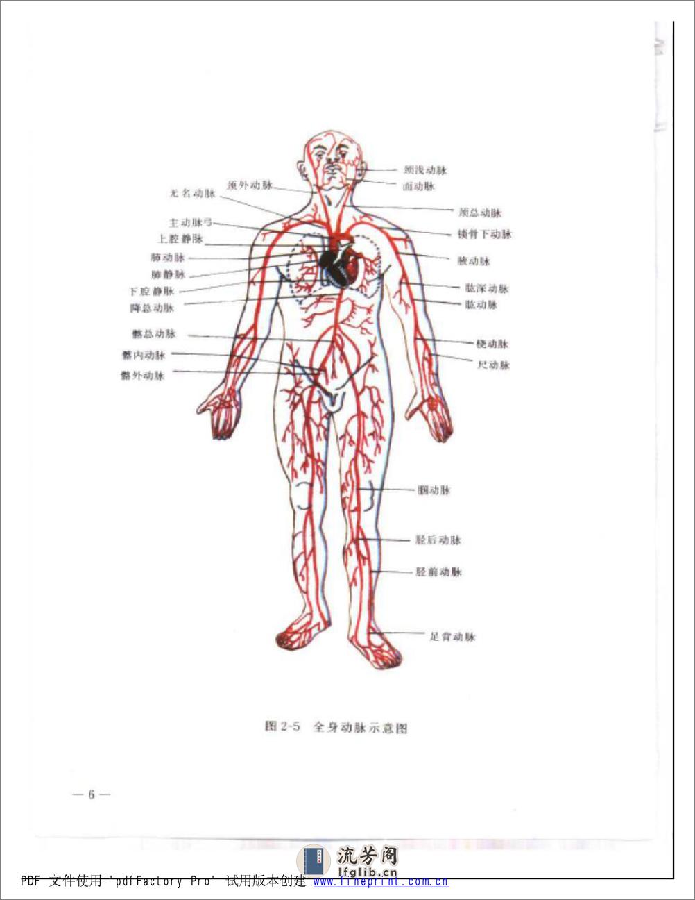 软组织伤病治疗手法彩色图谱 - 第6页预览图