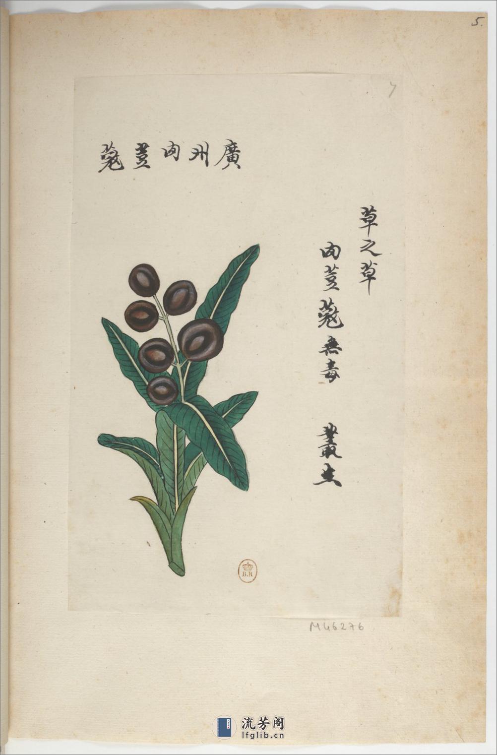 Plantes de la Chine.中国自然历史绘画.植物.花鸟画谱.By Pierre Joseph Buchoz等.19世纪 - 第10页预览图