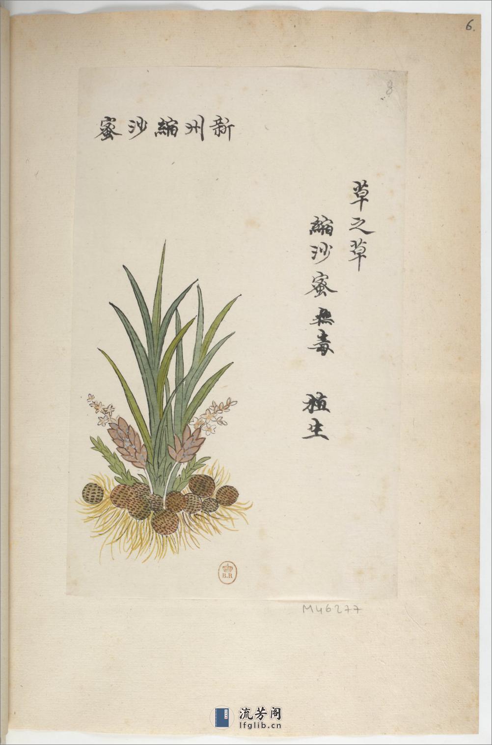 Plantes de la Chine.中国自然历史绘画.植物.花鸟画谱.By Pierre Joseph Buchoz等.19世纪 - 第11页预览图