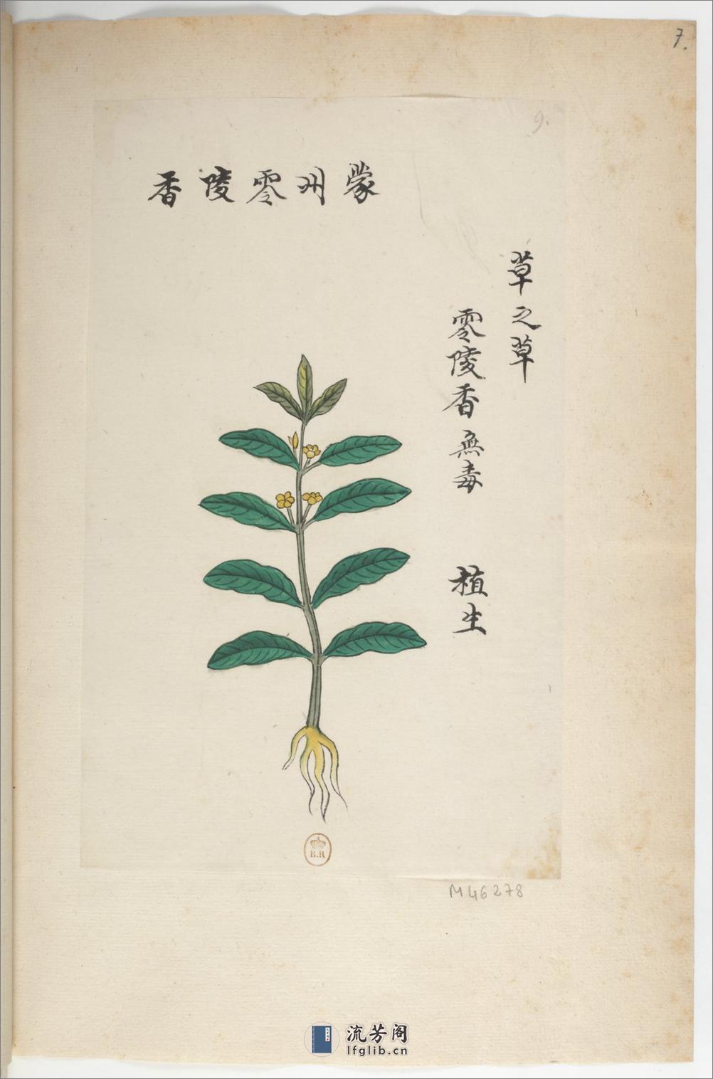 Plantes de la Chine.中国自然历史绘画.植物.花鸟画谱.By Pierre Joseph Buchoz等.19世纪 - 第12页预览图