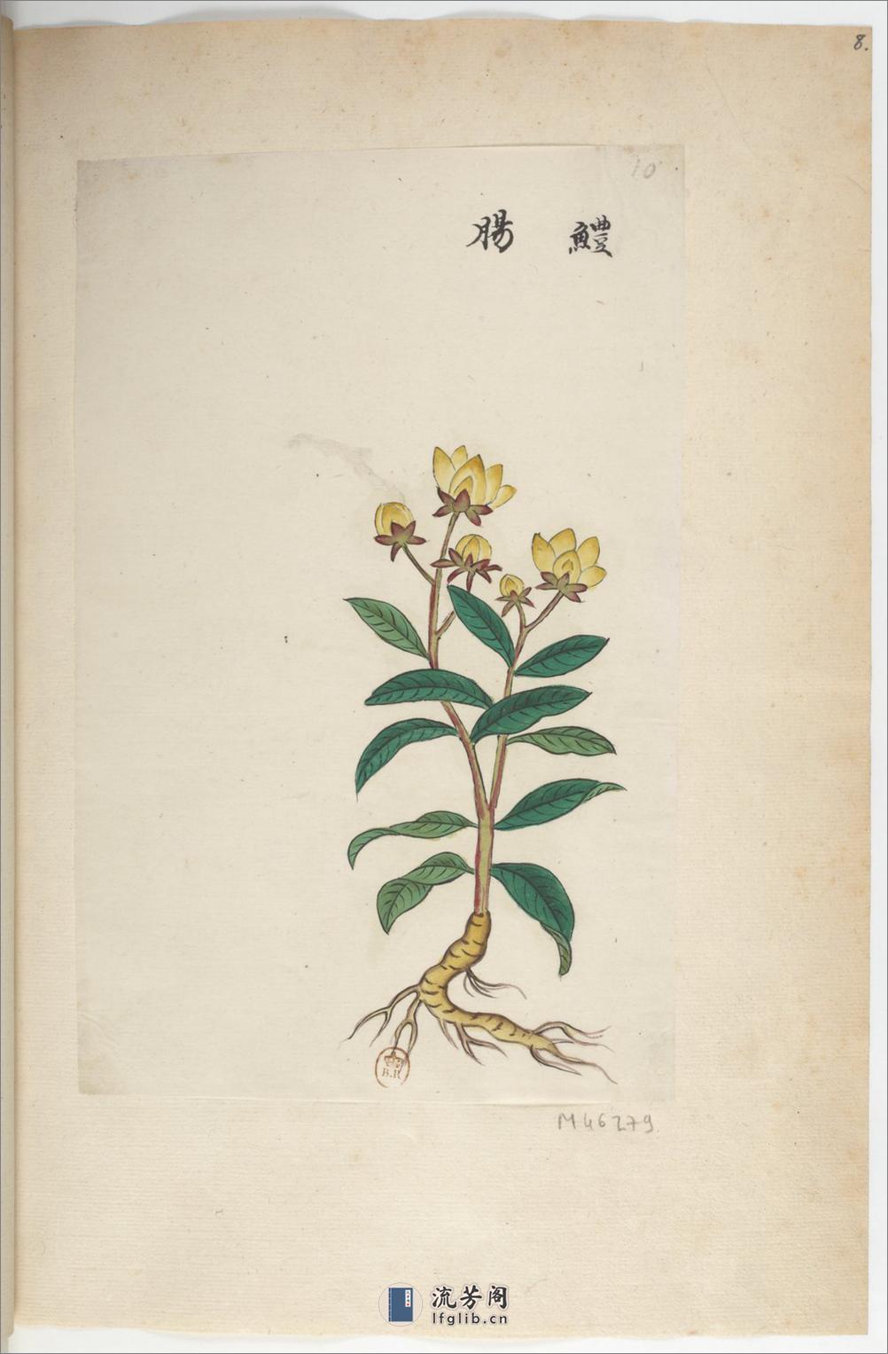 Plantes de la Chine.中国自然历史绘画.植物.花鸟画谱.By Pierre Joseph Buchoz等.19世纪 - 第13页预览图