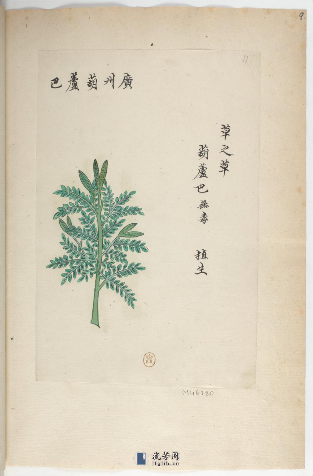 Plantes de la Chine.中国自然历史绘画.植物.花鸟画谱.By Pierre Joseph Buchoz等.19世纪 - 第14页预览图