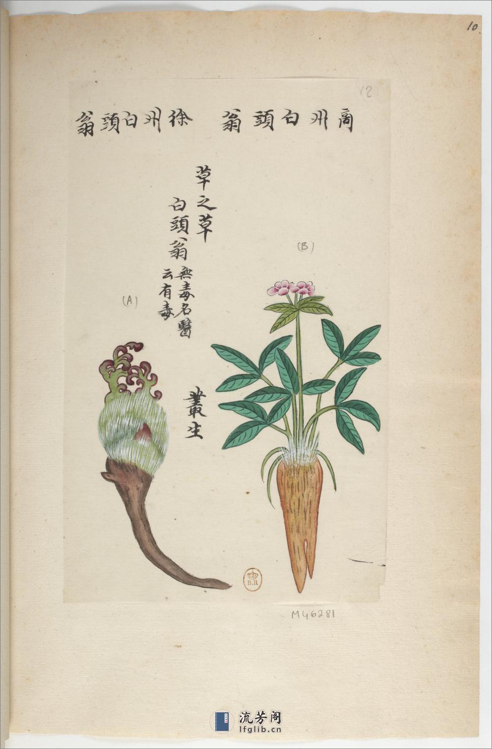 Plantes de la Chine.中国自然历史绘画.植物.花鸟画谱.By Pierre Joseph Buchoz等.19世纪 - 第15页预览图